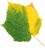 Peppa tanzt in den Herbst