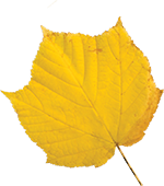 Peppa tanzt in den Herbst