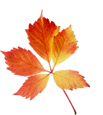 Peppa tanzt in den Herbst