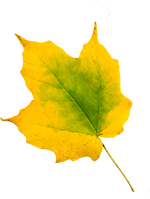 Peppa tanzt in den Herbst