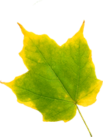 Peppa tanzt in den Herbst