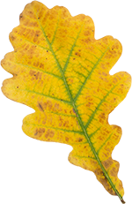 Peppa tanzt in den Herbst