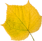 Peppa tanzt in den Herbst