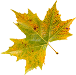 Peppa tanzt in den Herbst